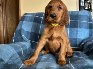 Irish Setter dogs Irish Setter male yellow collar - Ad 20