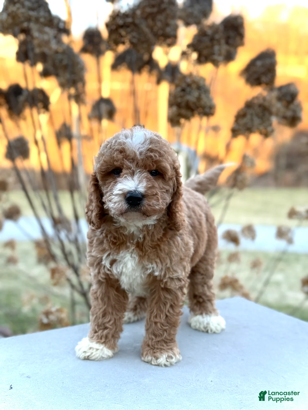 Mini Goldendoodle dogs for sale: Sunny - Ad 1