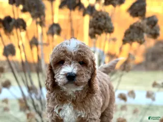 Mini Goldendoodle dogs for sale: Sunny - Ad 1
