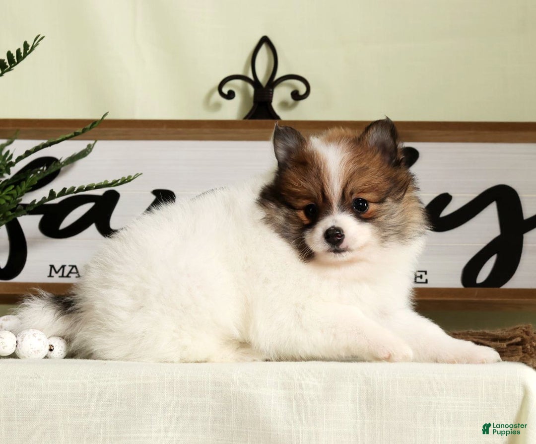 Pomeranian dogs for sale: Lexie - Ad 8