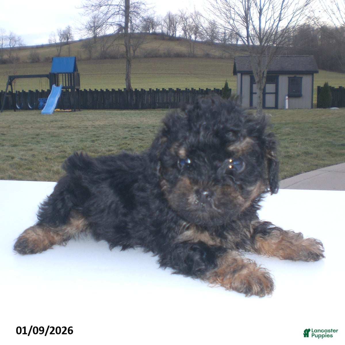 Yorkiepoo dogs Abby - Ad 3