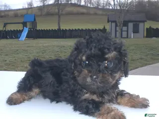 Yorkiepoo dogs Abby - Ad 3