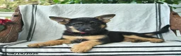 German Shepherd dogs for sale: Gemma  - Ad 5
