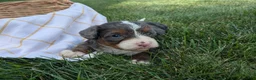 Bernedoodle dogs for sale: Bella  - Ad 1