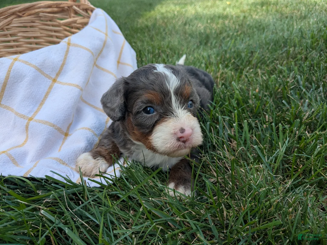 Bernedoodle dogs for sale: Bella  - Ad 1