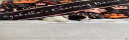 Basset Hound dogs for sale: Basset Hound 8 - Ad 4