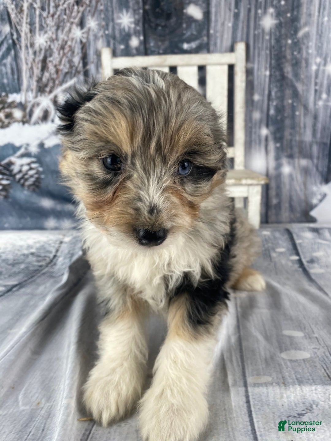 Aussiedoodle dogs for sale: Kora - Ad 8