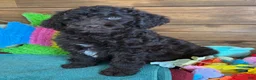 Mini Goldendoodle dogs for sale: Deano - Ad 4