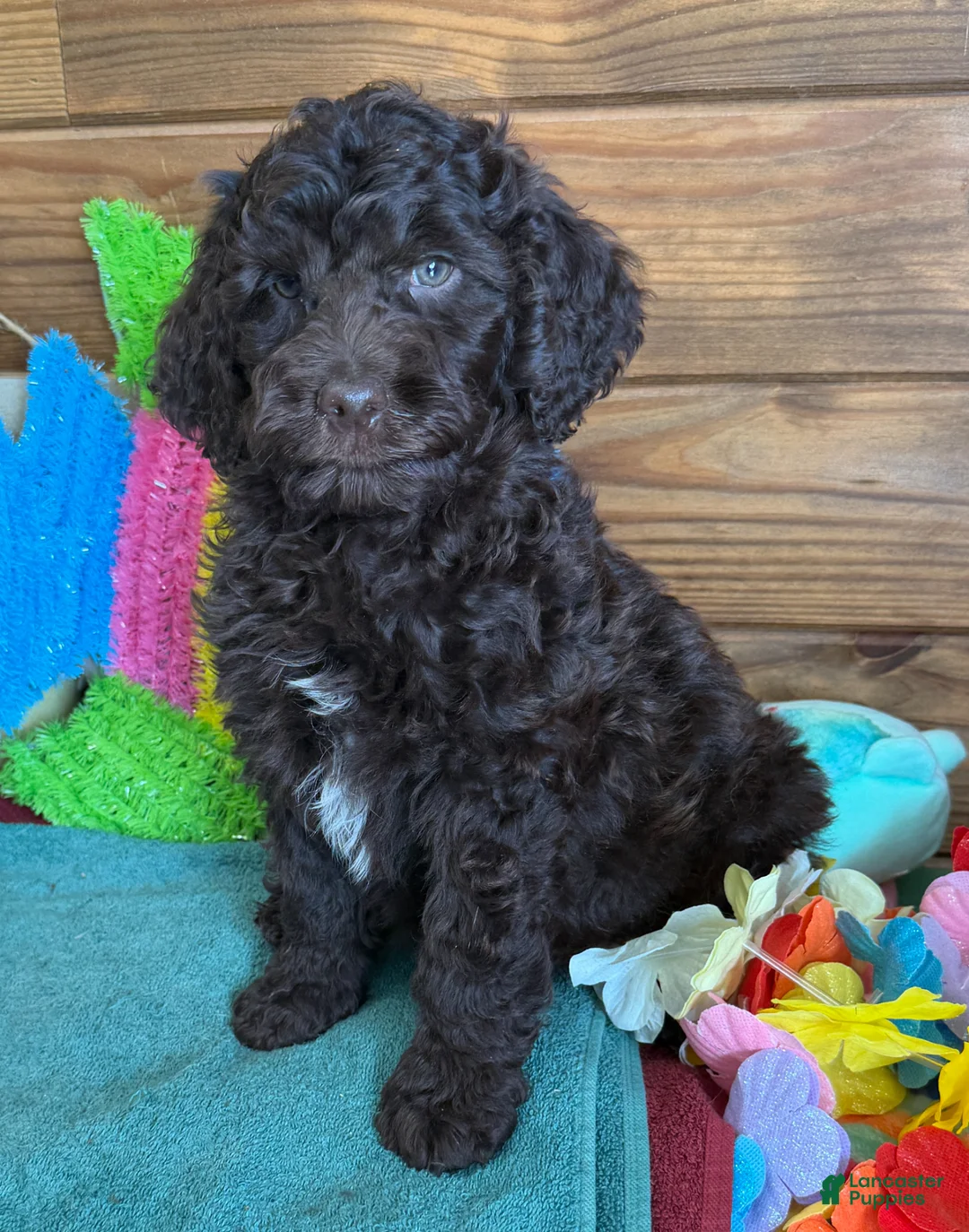 Mini Goldendoodle dogs for sale: Deano - Ad 4