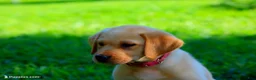 Labrador Retriever dogs for sale: Layla - Ad 1
