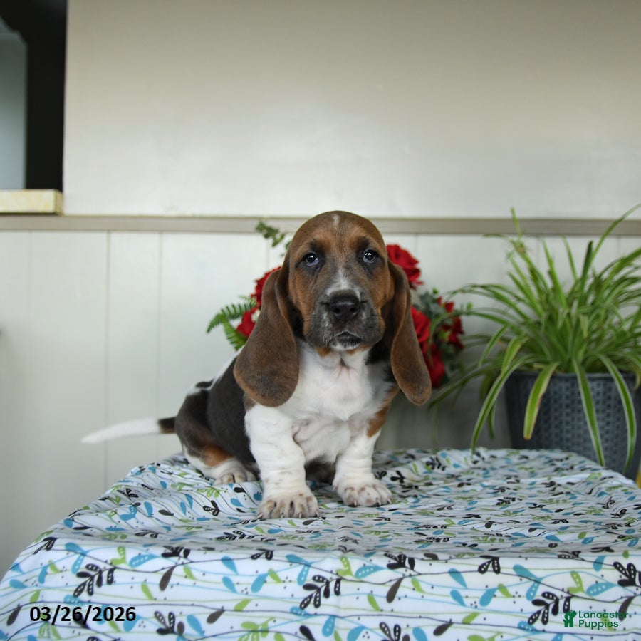 Basset Hound dogs Evangeline - Ad 1