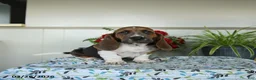 Basset Hound dogs for sale: Evangeline - Ad 1