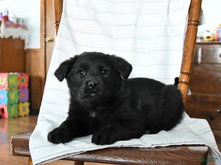 Mixed Breed dogs Bethany - Ad 14