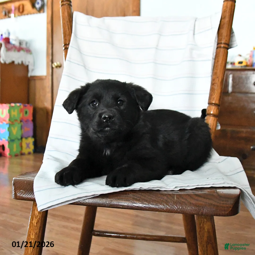 Mixed Breed dogs for sale: Bethany - Ad 2