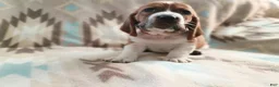 Basset Hound dogs for sale: Jimmy-red - Ad 2