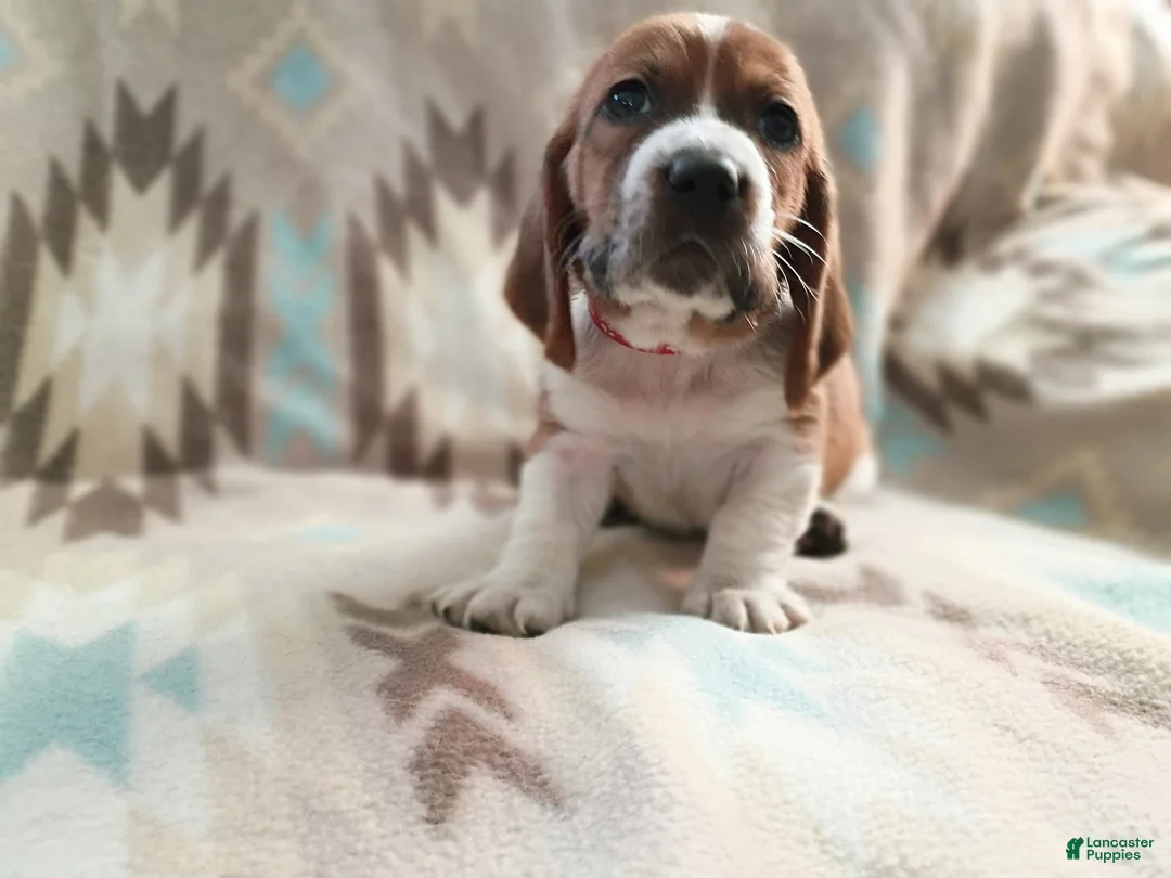 Basset Hound dogs for sale: Jimmy-red - Ad 2