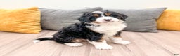 Mini Bernedoodle dogs for sale: Rusty - Ad 2