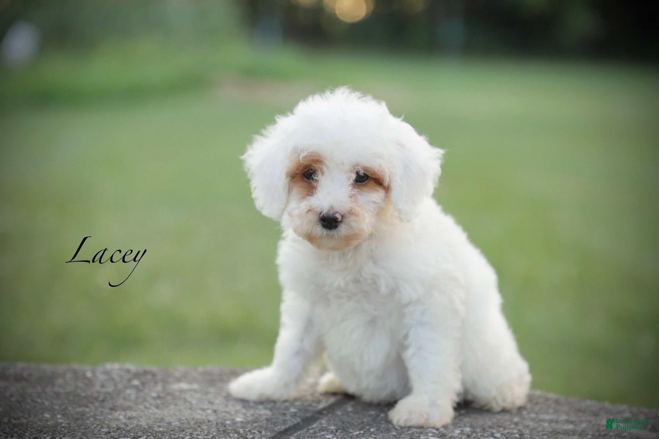 Miniature Poodle dogs Lacey - Ad 1