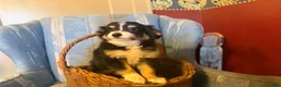 Papillon dogs for sale: Missy's boy #1 - Ad 3