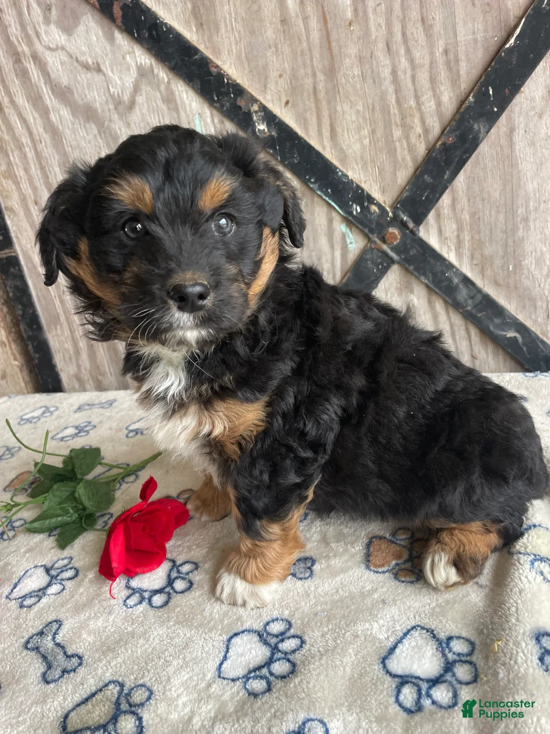 Corgipoo dogs for sale: Sullivan - Ad 4