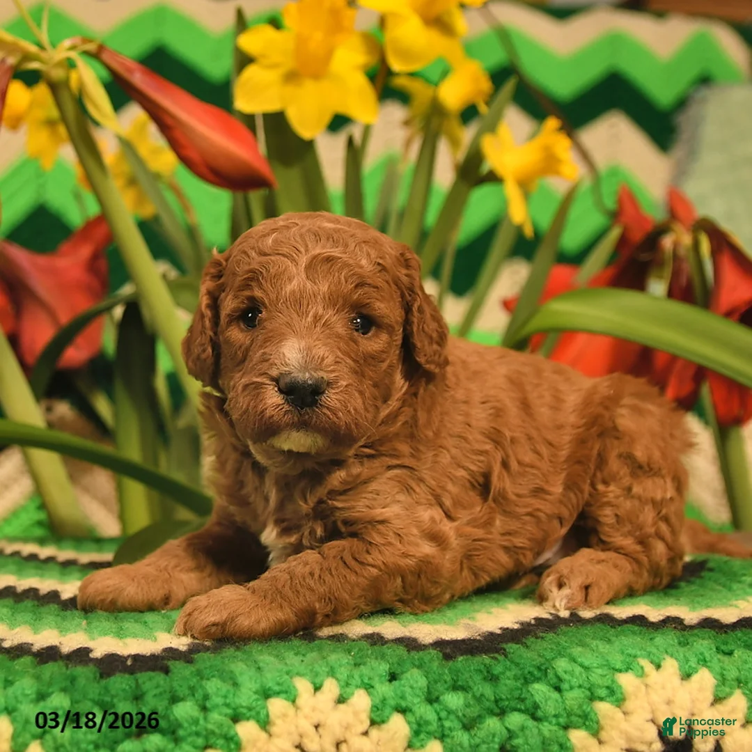 Mini Goldendoodle dogs for sale: Jumper  - Ad 2