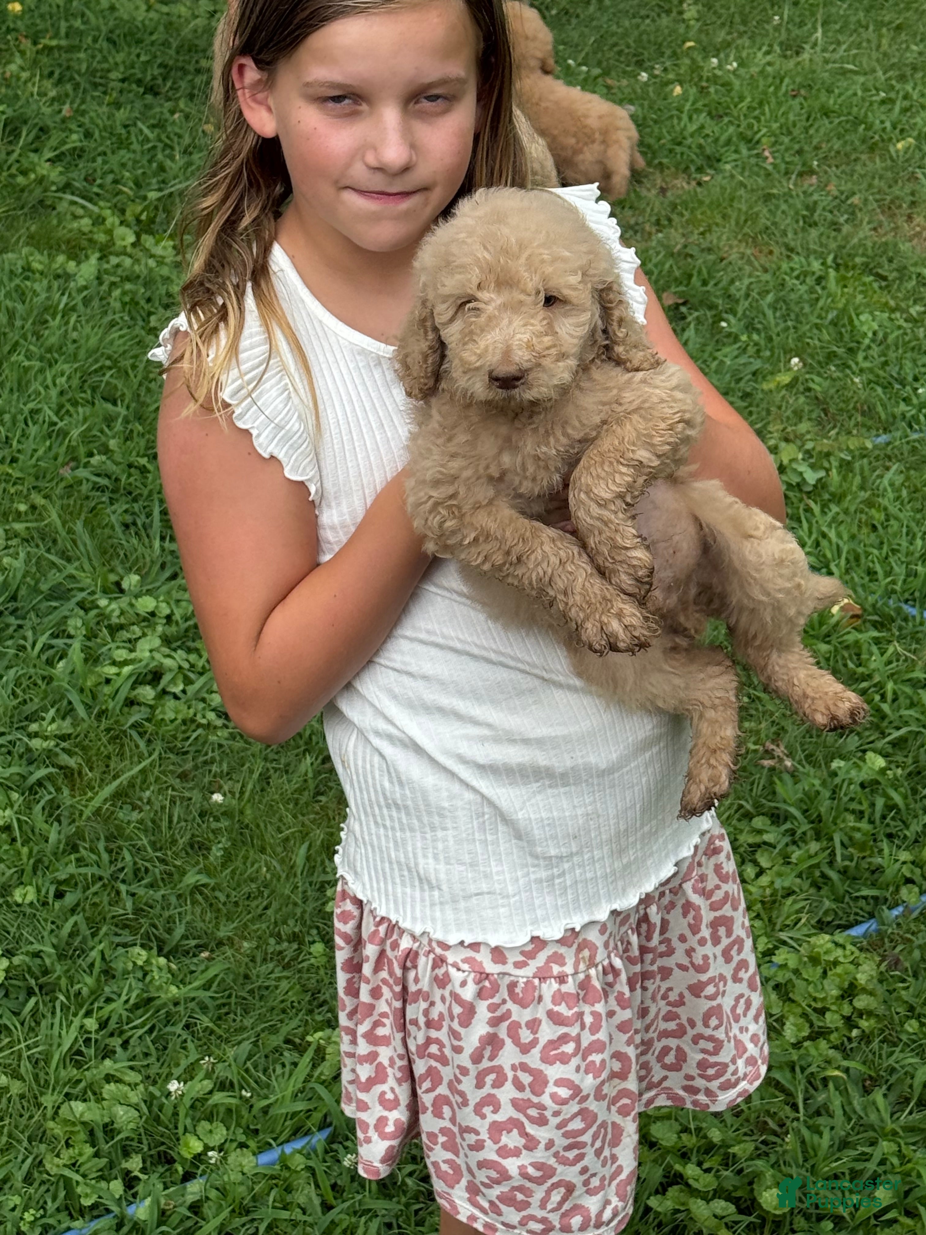 Goldendoodle dogs Goldendoodle Puppy 2 - Ad 25
