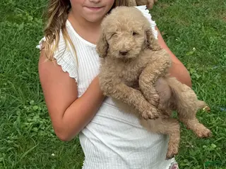 Goldendoodle dogs Goldendoodle Puppy 2 - Ad 37