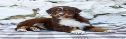Australian Shepherd dogs for sale: Maple - Ad 6