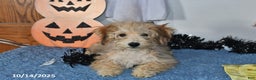 Bichpoo dogs for sale: Buster Brown - Ad 8