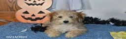 Bichpoo dogs for sale: Buster Brown - Ad 23