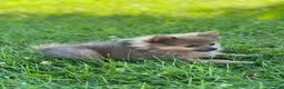 Pomeranian dogs for sale: Pip - Ad 13
