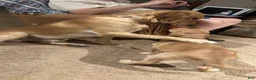 Goldador dogs for sale: Bertha - Ad 2