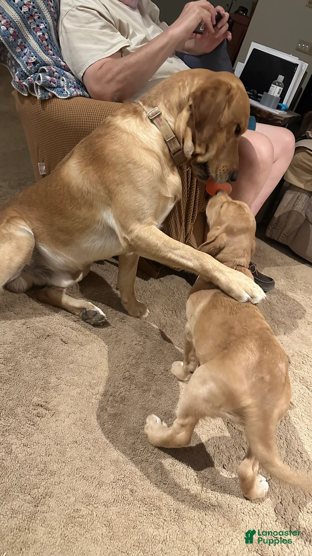 Goldador dogs for sale: Bertha - Ad 2