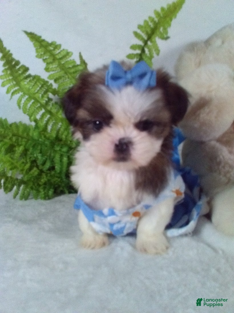 Shih Tzu dogs Baby - Ad 28