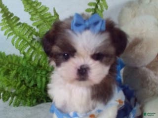 Shih Tzu dogs Baby - Ad 21