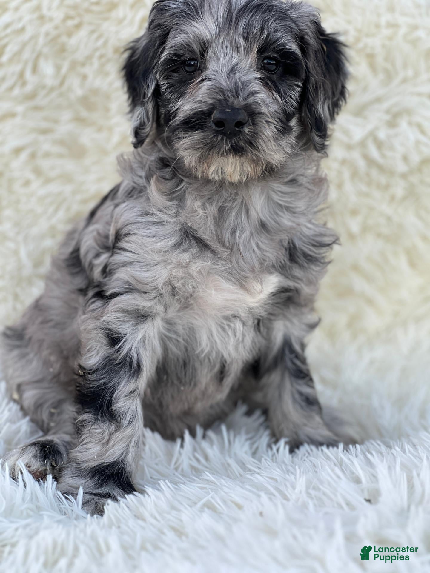 Mixed Breed dogs for sale: Vivienne - Ad 2