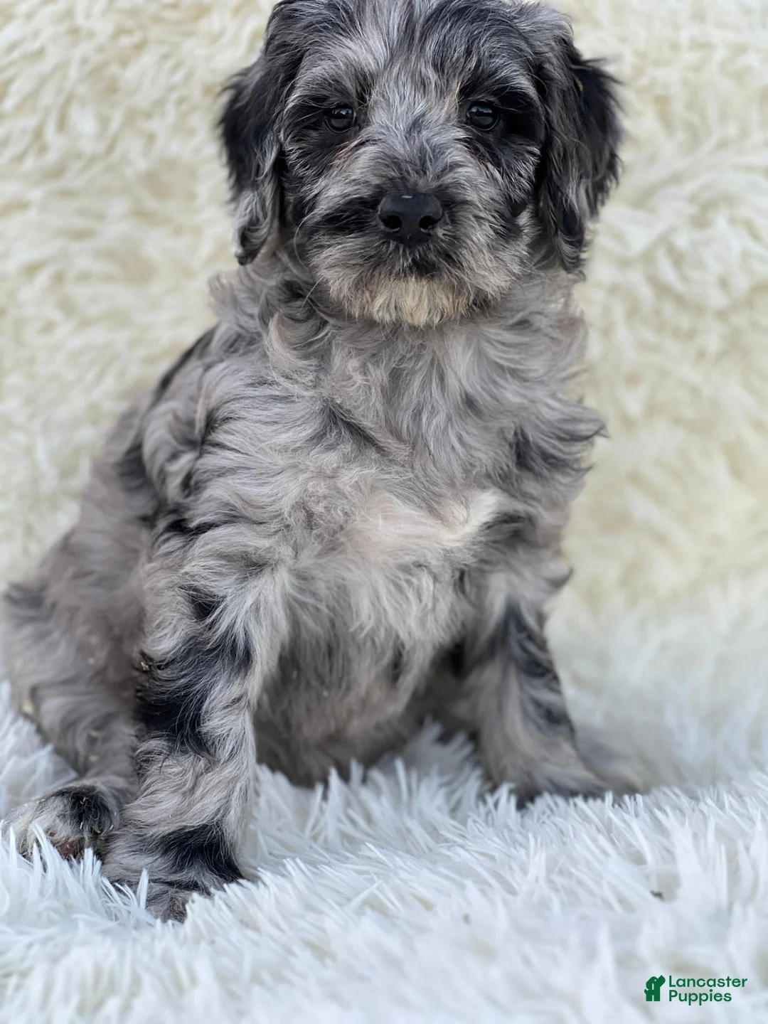 Mixed Breed dogs for sale: Vivienne - Ad 2
