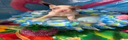 French Bulldog dogs for sale: French Bulldog Puppy 1 - Ad 2
