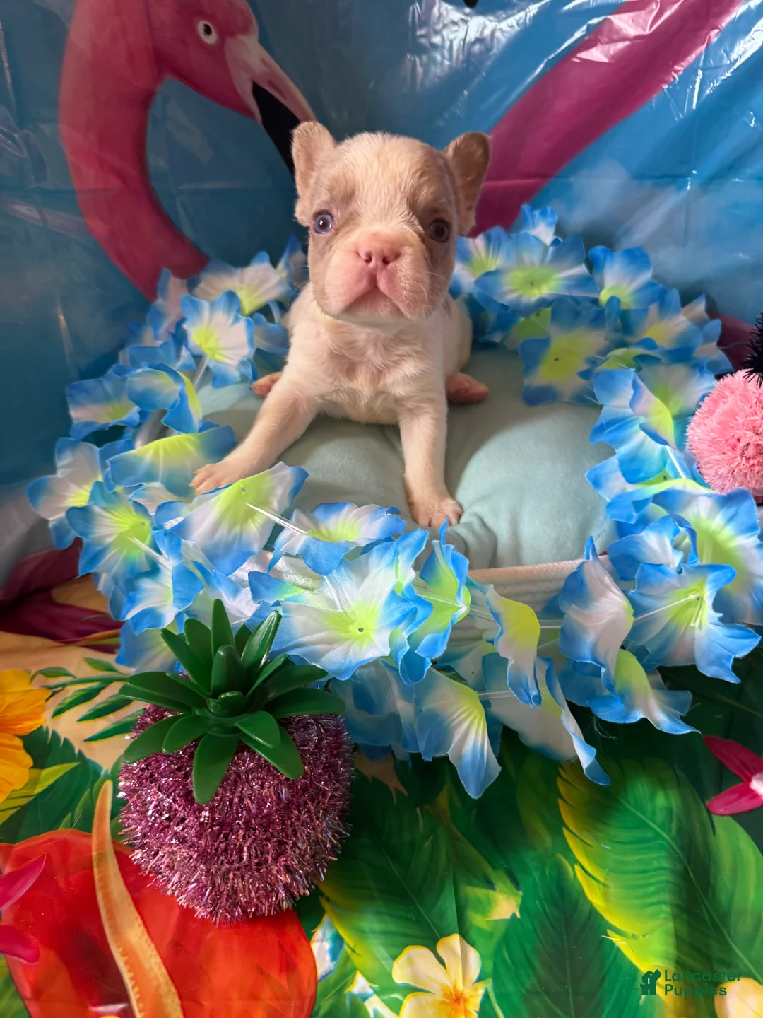 French Bulldog dogs for sale: French Bulldog Puppy 1 - Ad 2