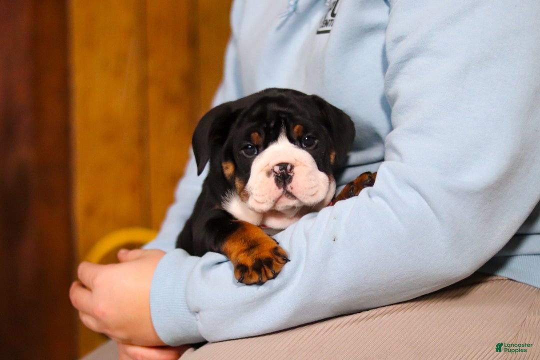 Mixed Breed dogs for sale: Chloe - Ad 8