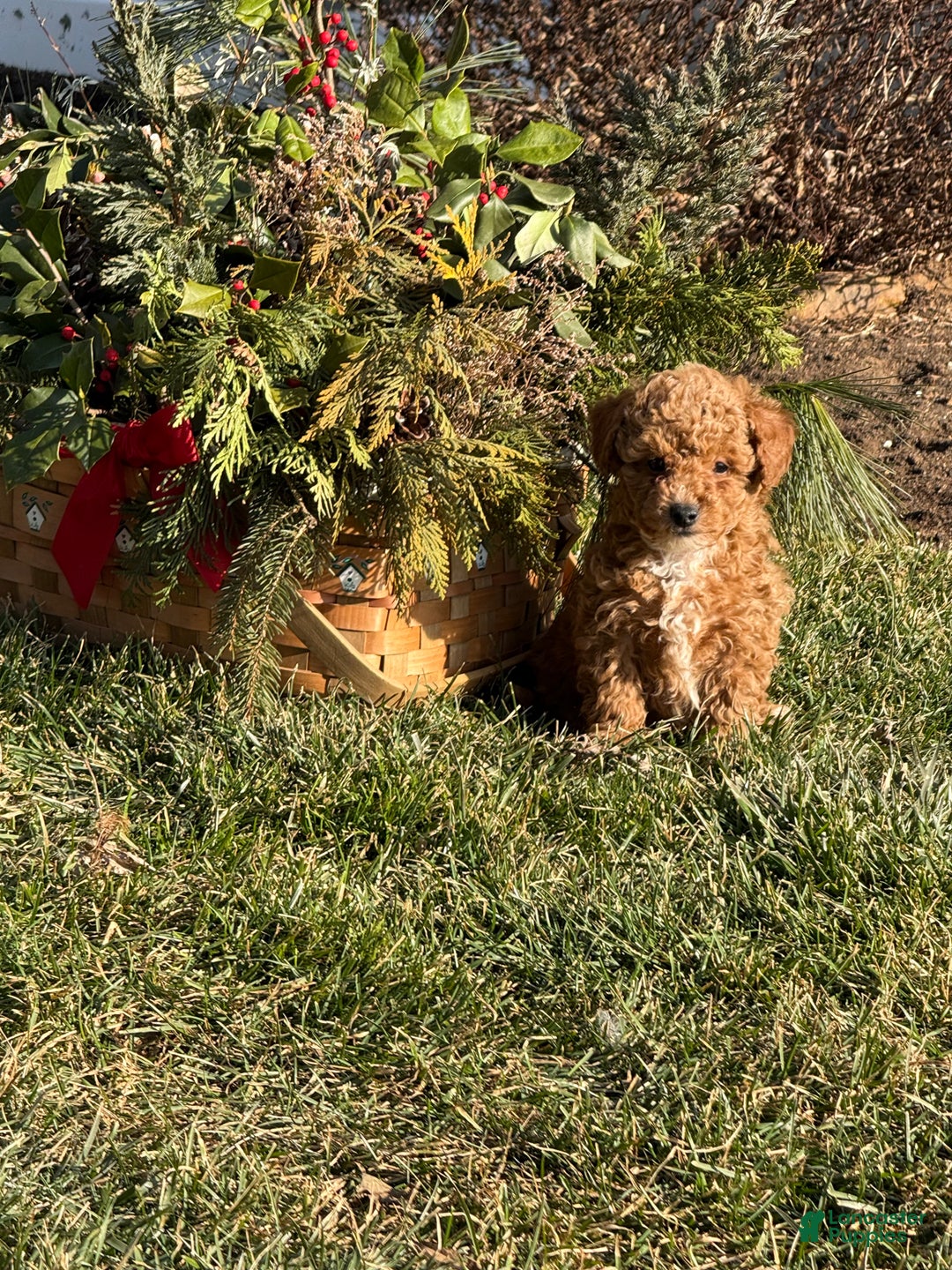 Toy Poodle dogs for sale: Tommy - Ad 1
