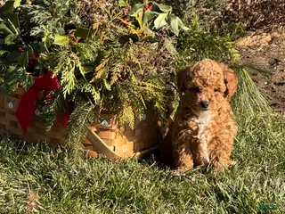 Toy Poodle dogs Tommy - Ad 10