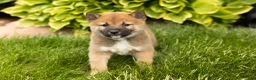 Shiba Inu dogs for sale: Jethro  - Ad 3