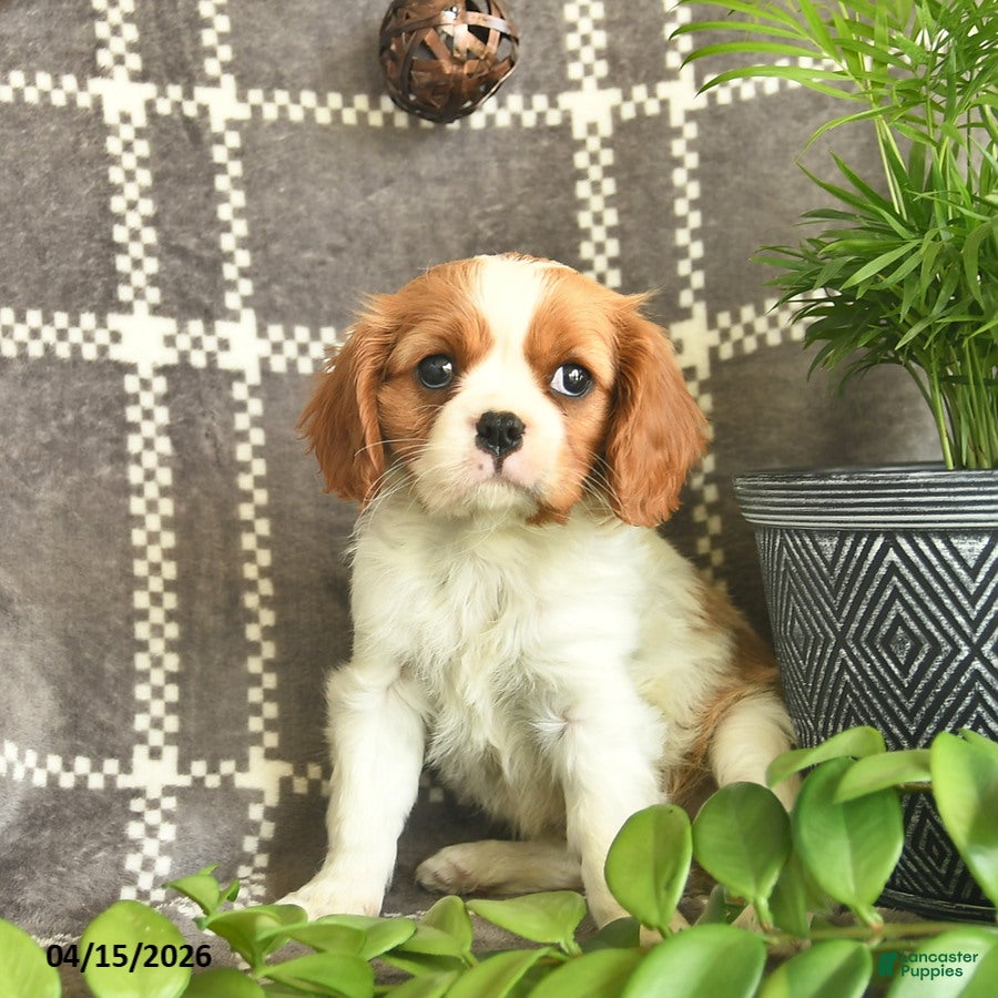 Cavalier King Charles Spaniel dogs Cashew Hugs  - Ad 2