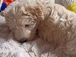 Schnoodle dogs Marvin - Ad 2