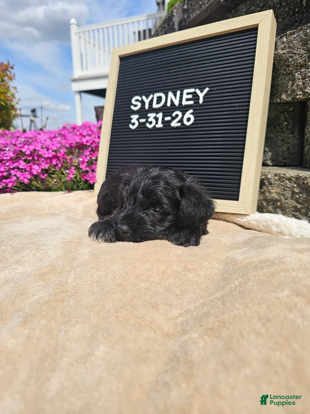 Miniature Schnauzer dogs for sale: Sydney - Ad 10
