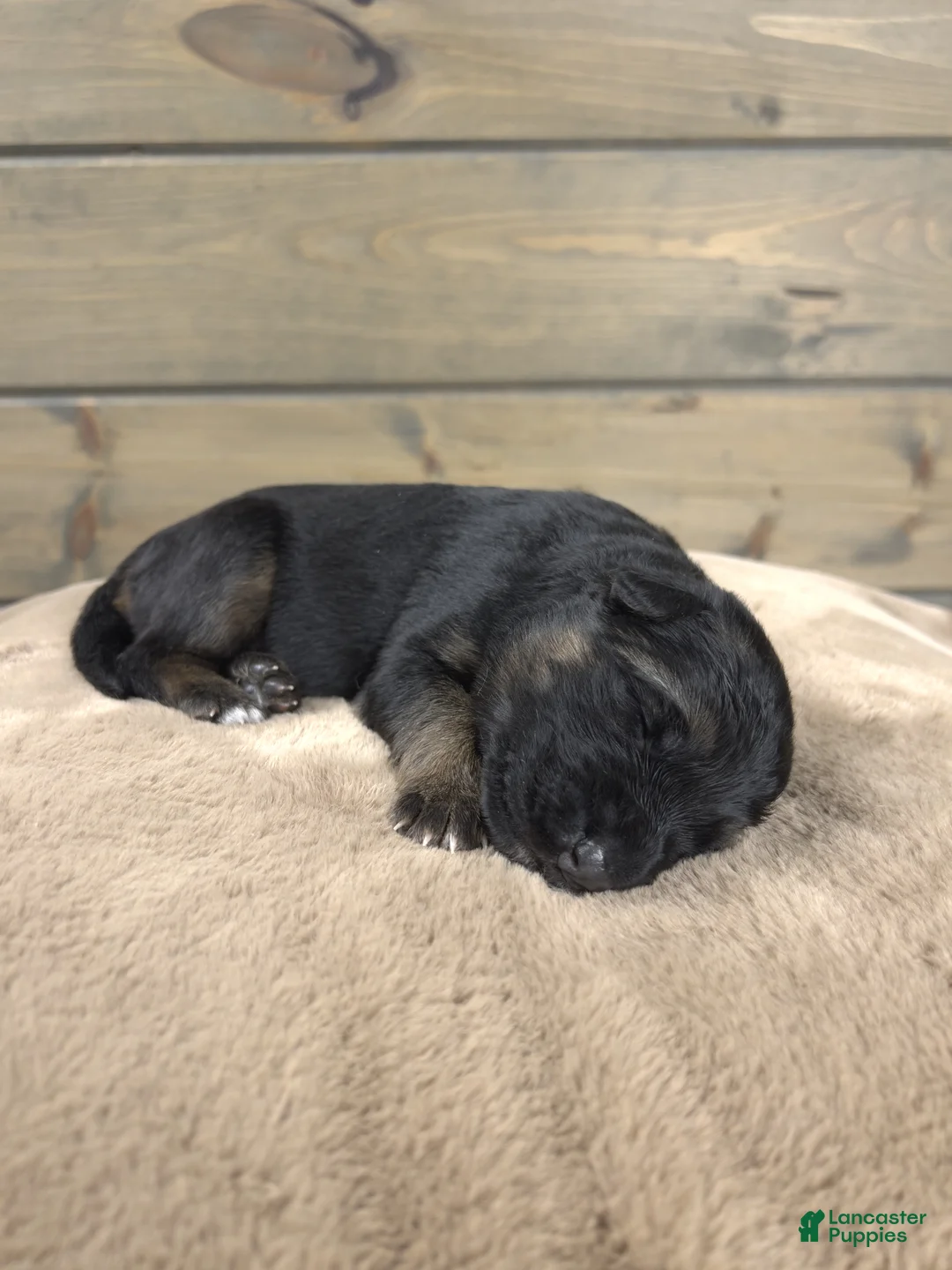 German Shepherd dogs for sale: Caleesi - Ad 6