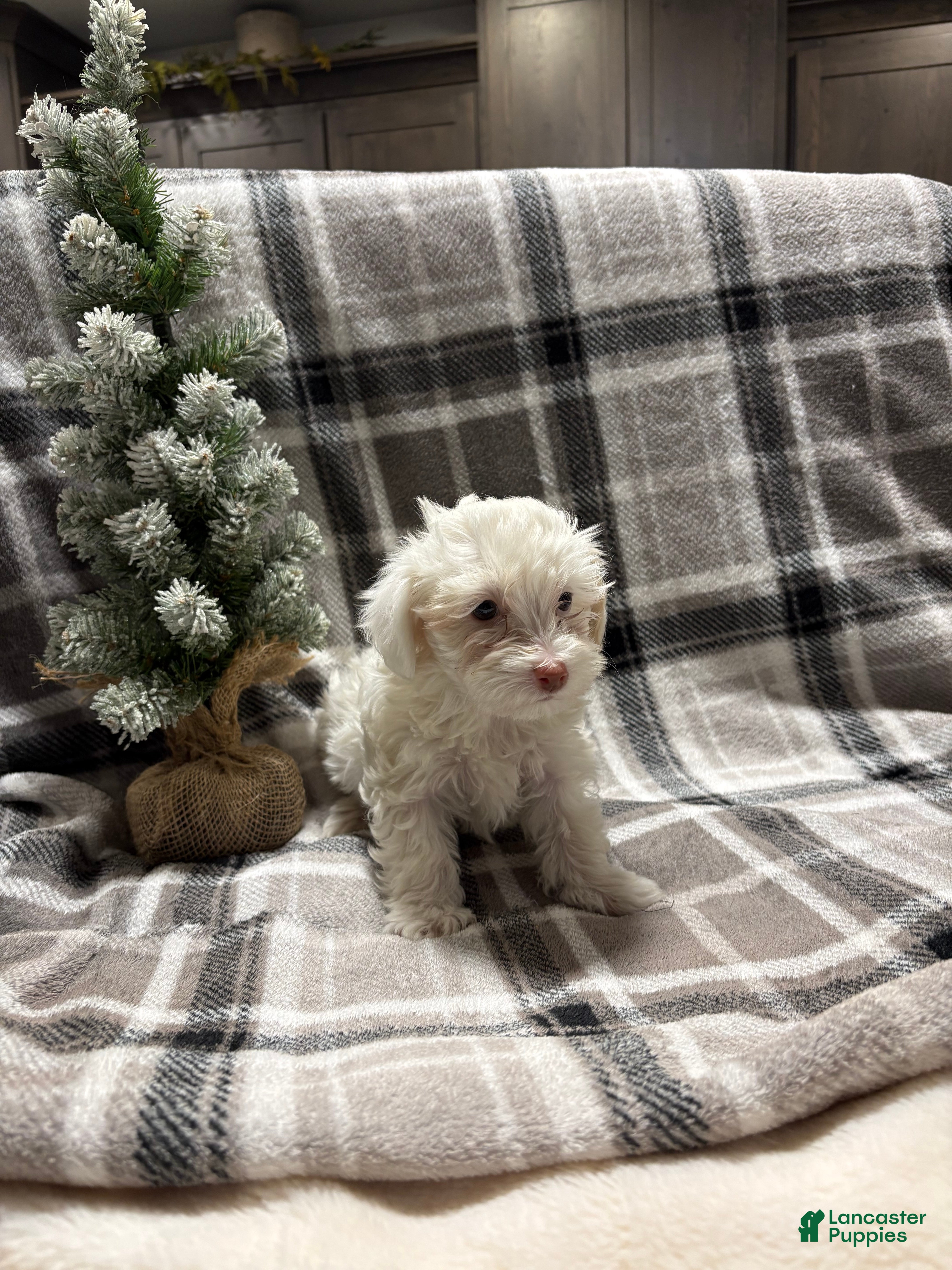 Mixed Breed dogs Roxy - Ad 25