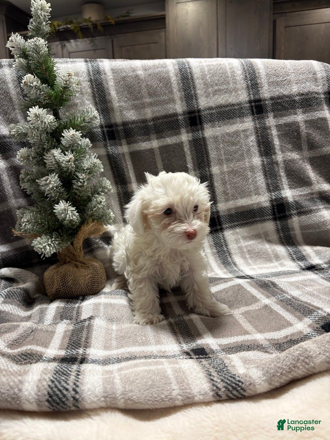 Mixed Breed dogs for sale: Roxy - Ad 1