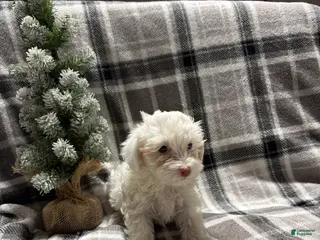 Mixed Breed dogs Roxy - Ad 17